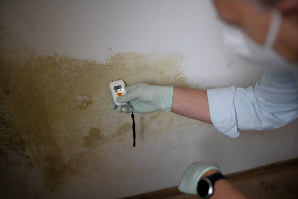 Best Localized Mold Remediation (e.g., coastal areas, humid climates) in Brandermill, VA