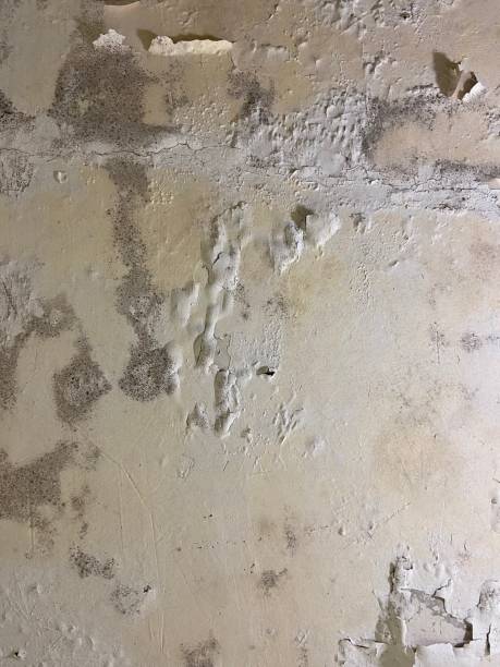 Best Crawl Space Mold Remediation in Brandermill, VA