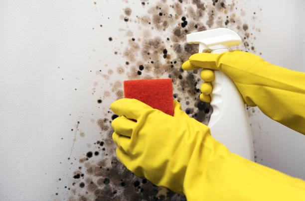 Best HVAC Mold Remediation in Brandermill, VA