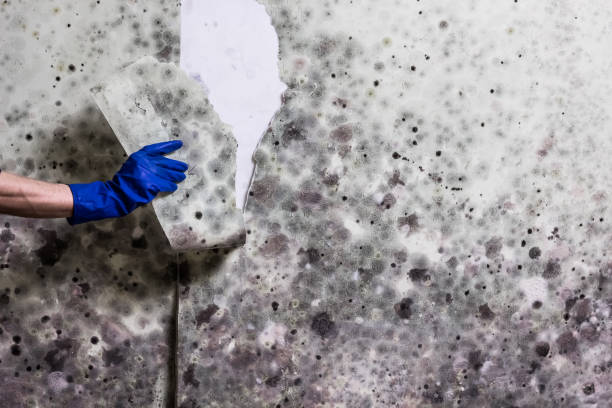 Best Kitchen Mold Remediation in Brandermill, VA