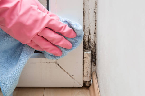 Best Bathroom Mold Remediation in Brandermill, VA