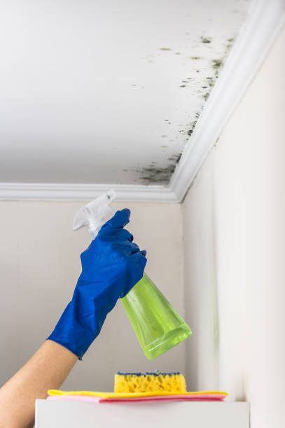 Best Insurance-Related Mold Remediation in Brandermill, VA